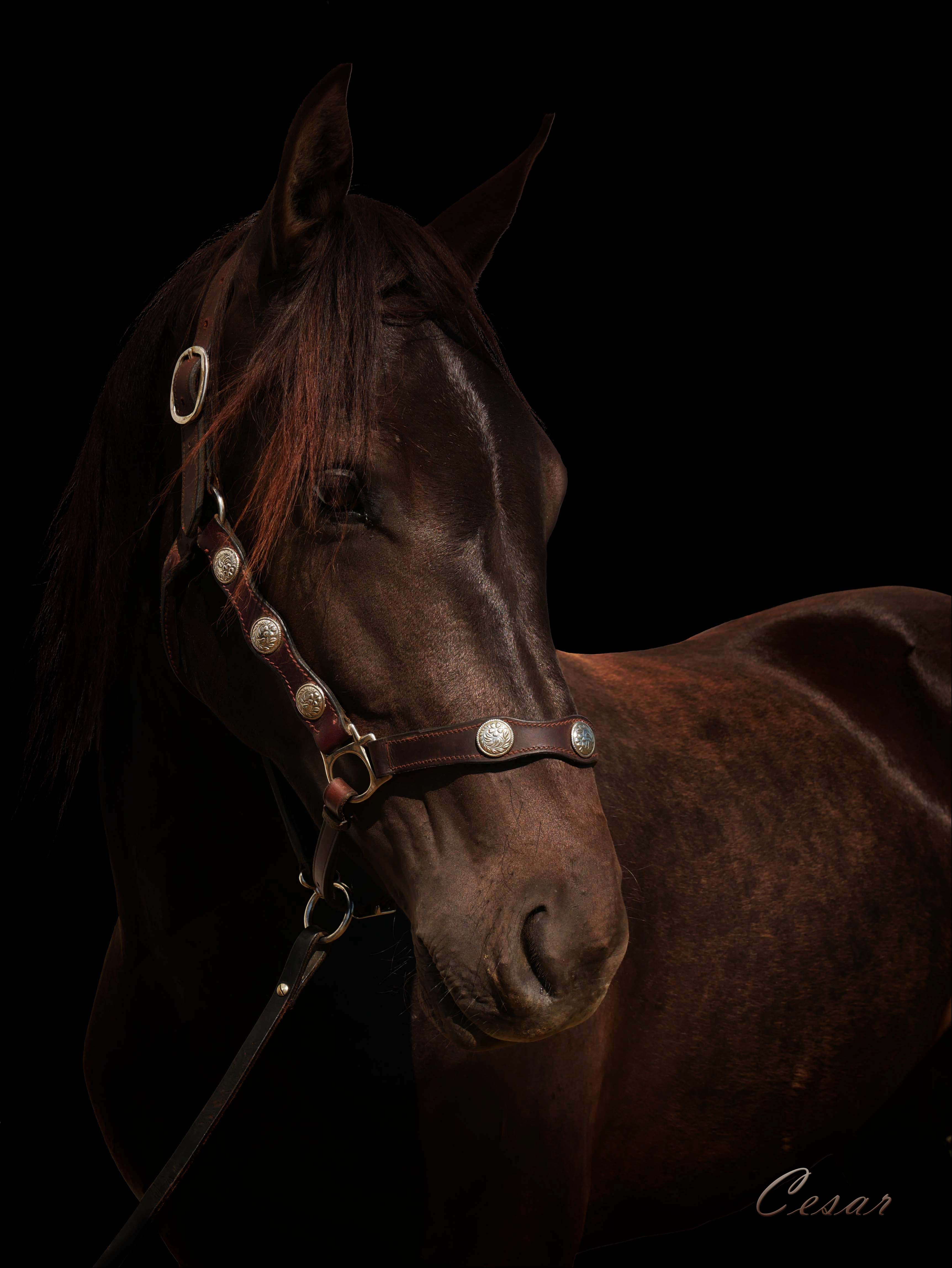 Canadian Horse for Sale / Canadian Horse Breeder in Alberta Canadian