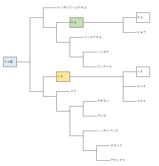 イヌはネコ目の動物
