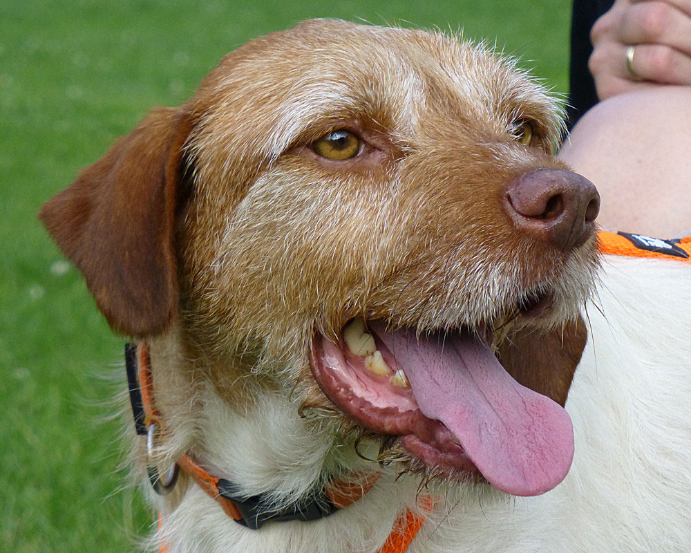 Corgi Dog Mom Herz Kugelschreiber Glattes Schreiben 0,5 Mm, image size:1000x800