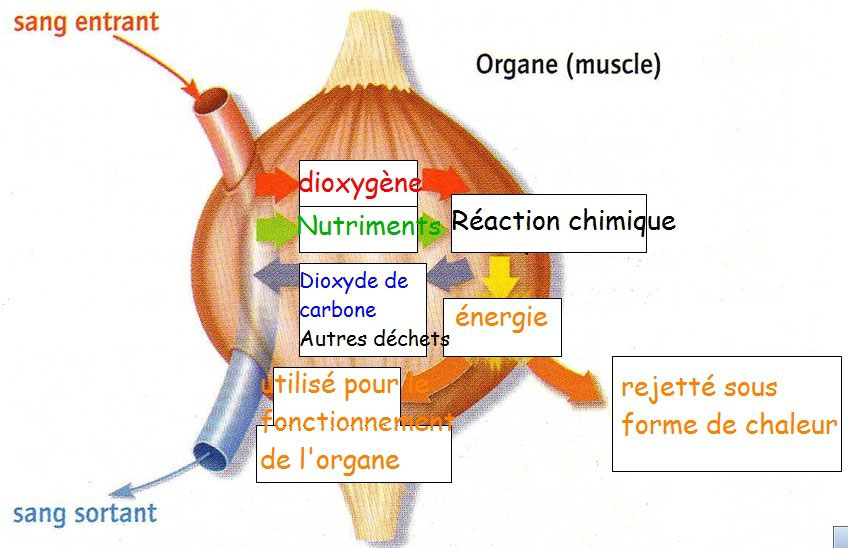 Quelle Réaction Chimique Libère De L'énergie Dans L'organisme L1 corps - Site de svt-ostrevant