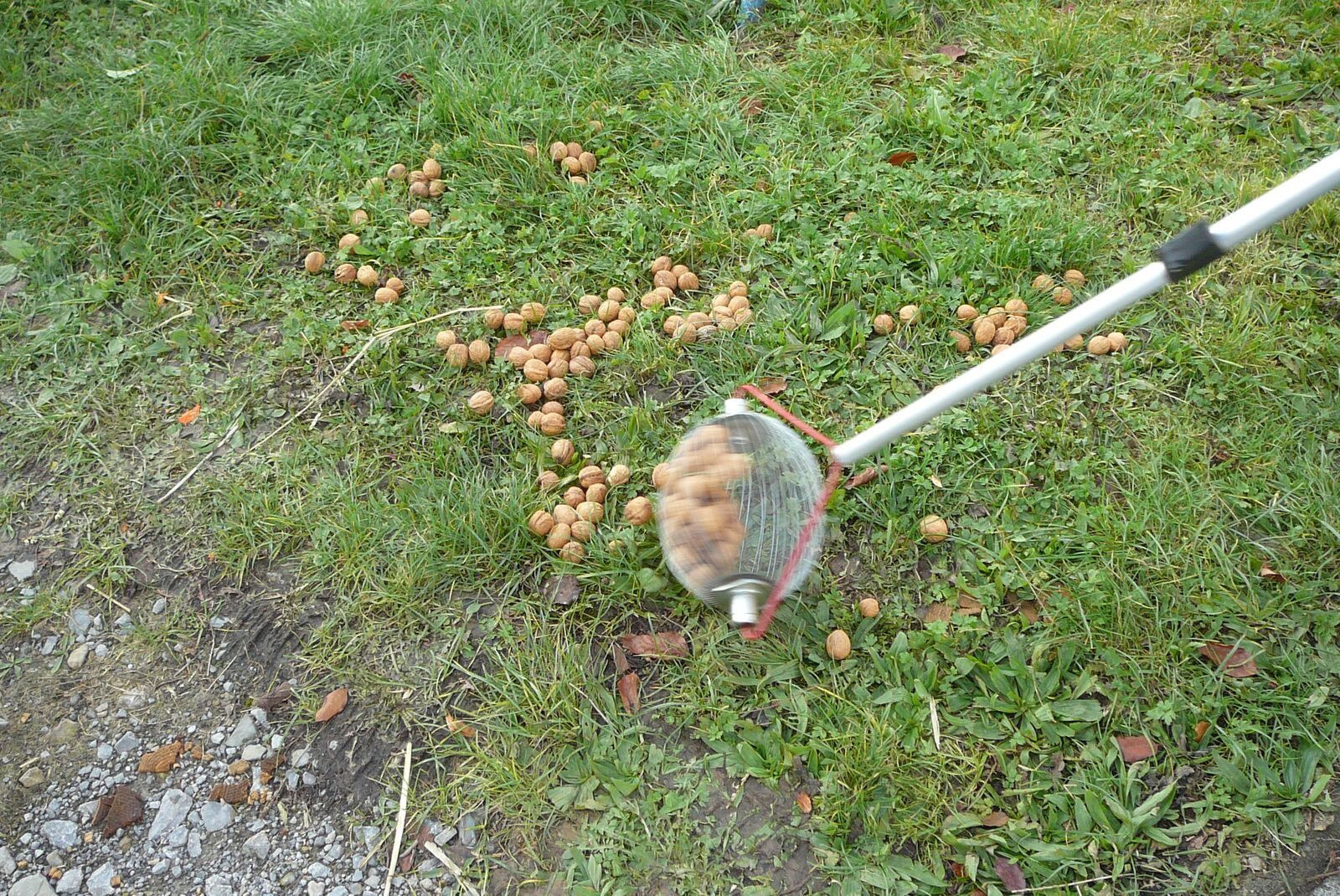 Sehr gute Qualität durch richtiges Ernten, optimales Trocknen und Lagern der Walnüsse ...