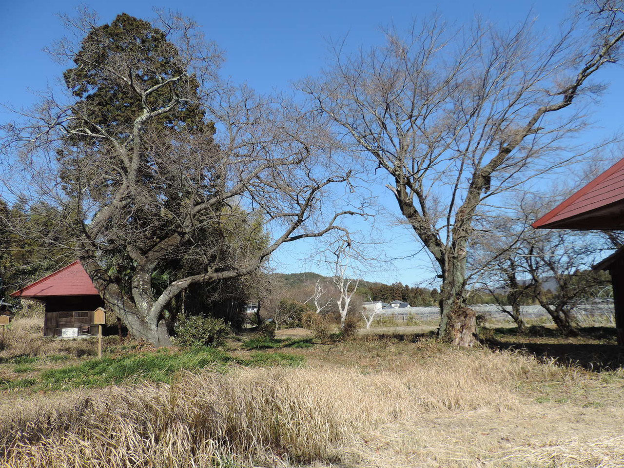 ♪新発見♪◆『徳川光圀』和歌「忘咲の桜花」掛軸 三つ葉葵紋 水戸光圀 水戸黄門◆ 徳川光圀卿九ケ条禁書 | 茨城県立図書館デジタルライブラリー
