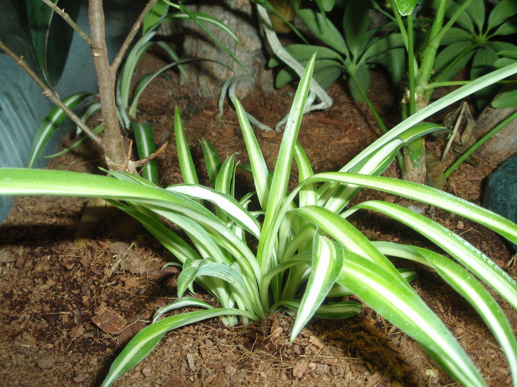 Grnlilien (Chlorophytum) - terrariums Jimdo-Page!