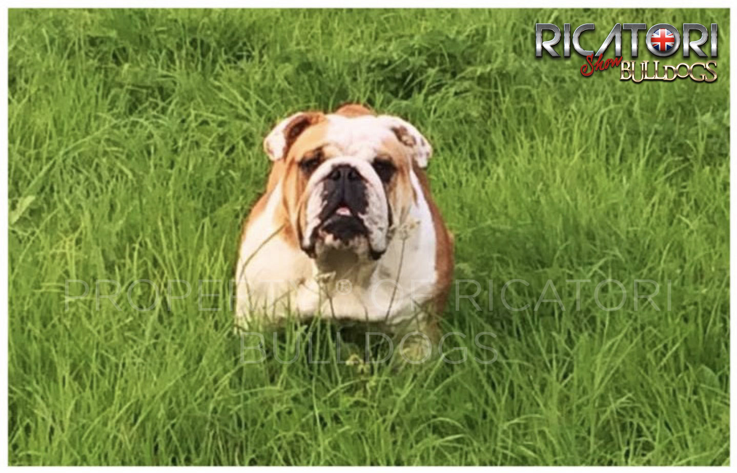 Healthy Bulldogs and Health Testing on Ricatori Bulldogs