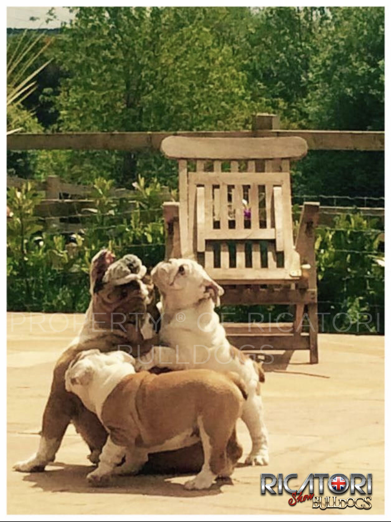 Healthy Bulldogs and Health Testing on Ricatori Bulldogs