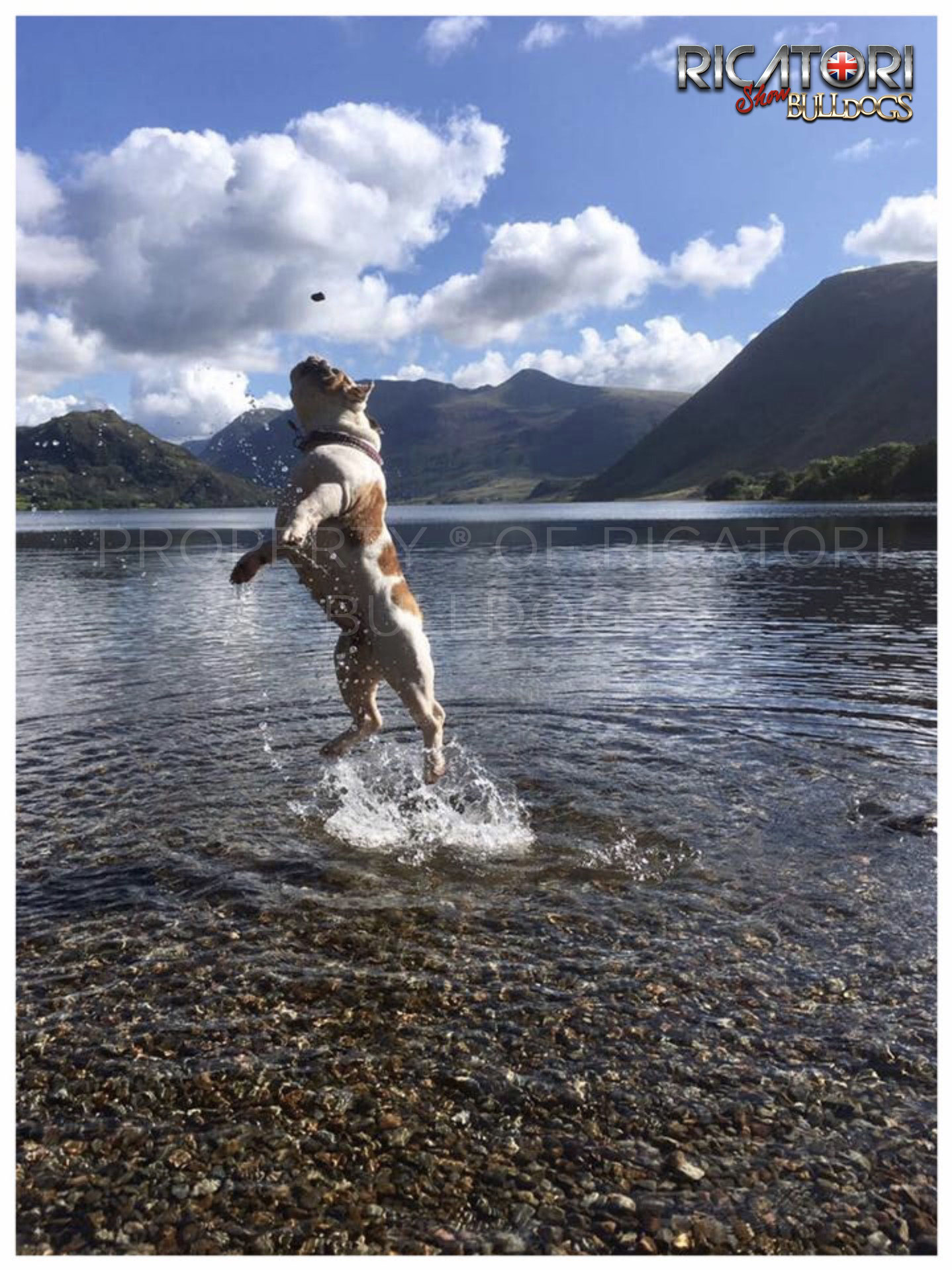 Healthy Bulldogs and Health Testing on Ricatori Bulldogs