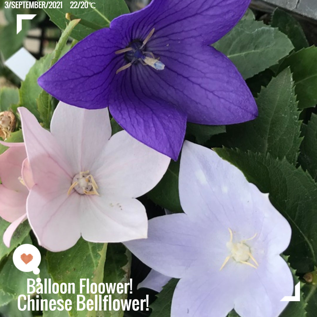 Facebookより桔梗の花 桔梗を英語で ワーホリ 留学 J1 シニア アロマ ハーブのas Pea Support Facebookより桔梗の花 桔梗を英語で ワーホリ 留学 J1 シニア アロマ ハーブのas Pea Support