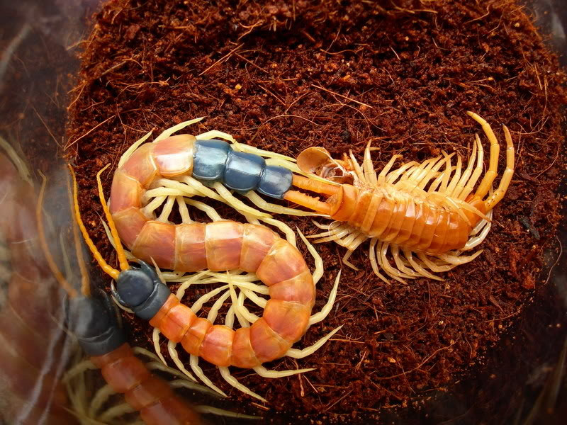 muda de piel en los pies