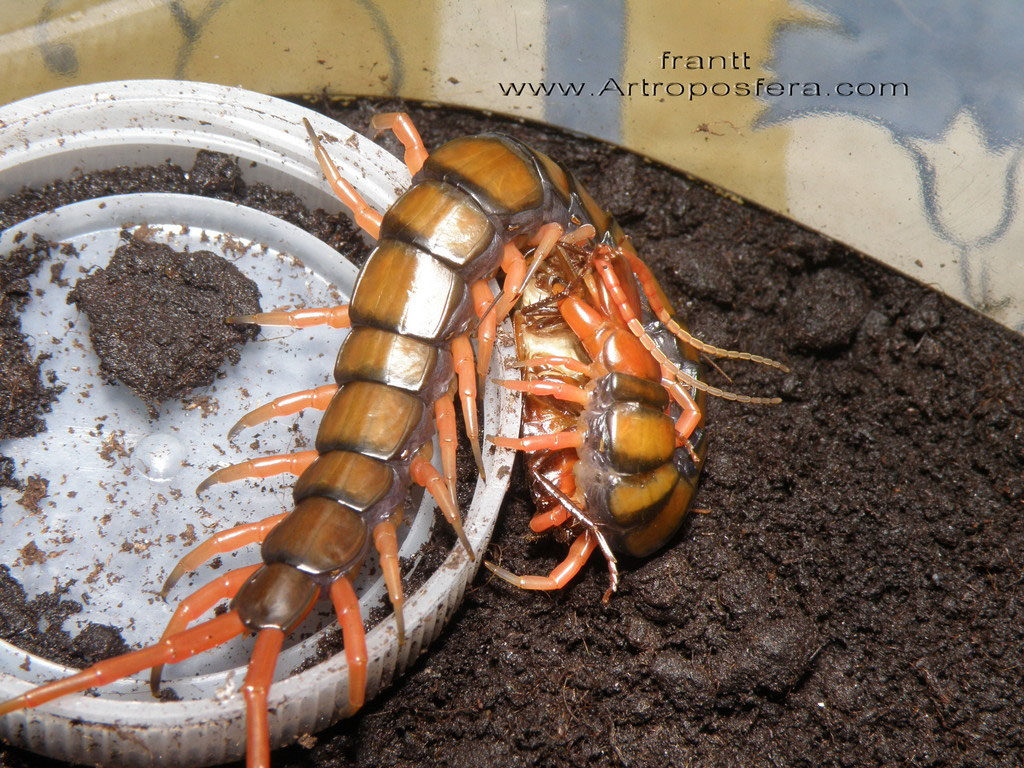 muda de piel en los pies