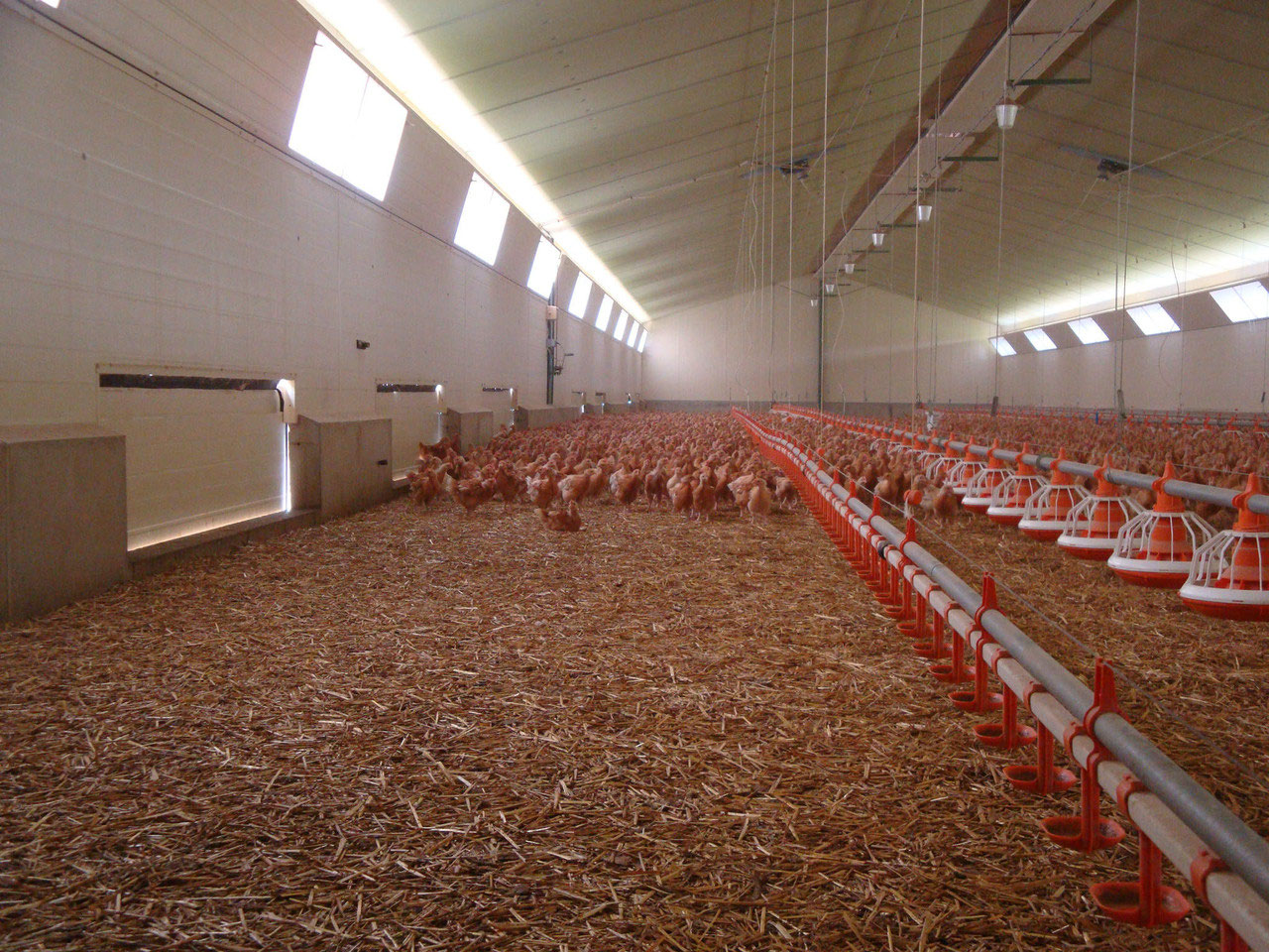 Bâtiments Pour Poulets Label Rouge Bfc Constructions