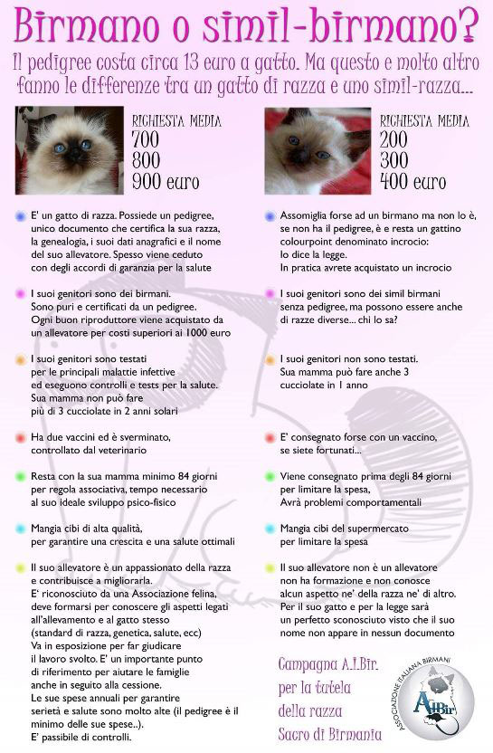 Perche Un Cucciolo Costa Cosi Tanto Allevamento Gatto Sacro Di