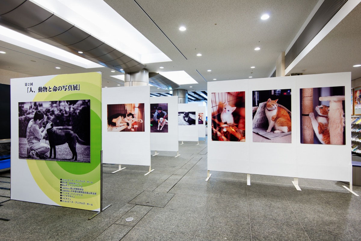 写真展開催のお知らせと展示写真の募集について Npo法人 ピース アニマルズ ホーム