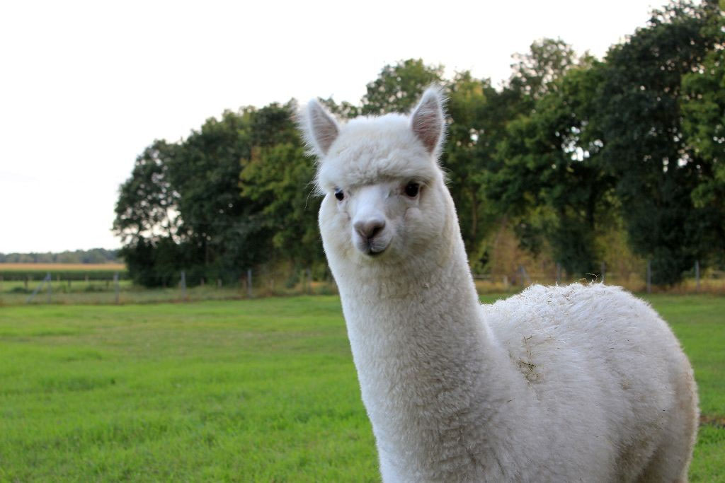 Warum Alpaka? - Alpaka Lana Germany