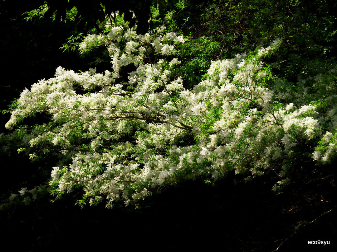 4月に見られる花 Eco 九州ツーリスト