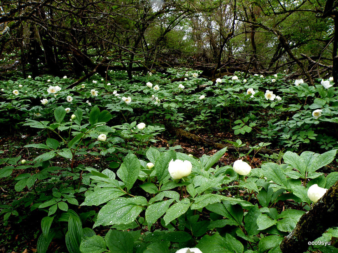 4月に見られる花 Eco 九州ツーリスト 4月に見られる花 Eco 九州ツーリスト