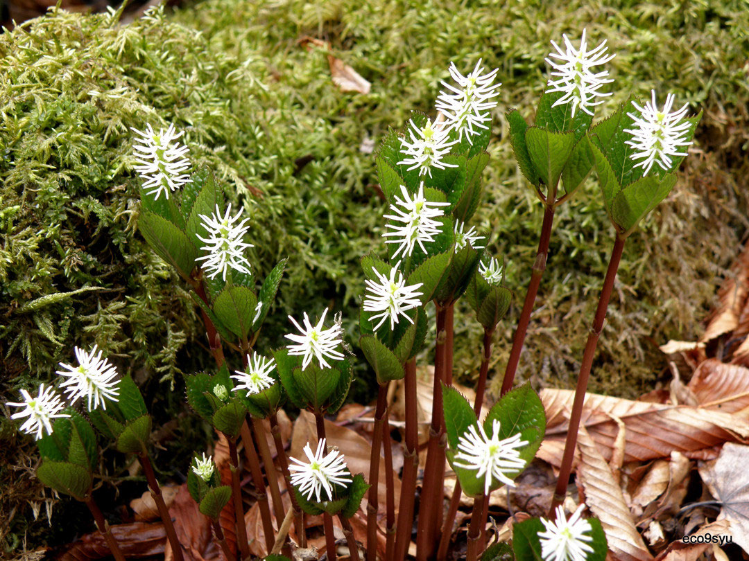 5月に見られる花 Eco 九州ツーリスト