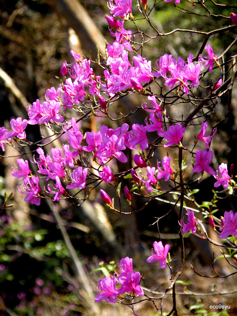 4月に見られる花 Eco 九州ツーリスト
