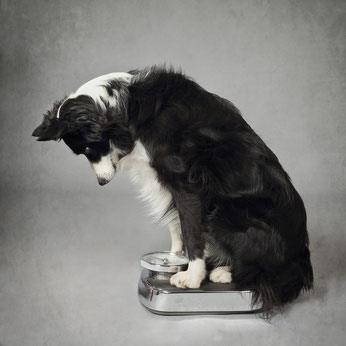 Ernährungsberatung - Mission-Hund, mobile Problemhundetherapie in ... Ernährungsberatung - Mission-Hund, mobile Problemhundetherapie in ...