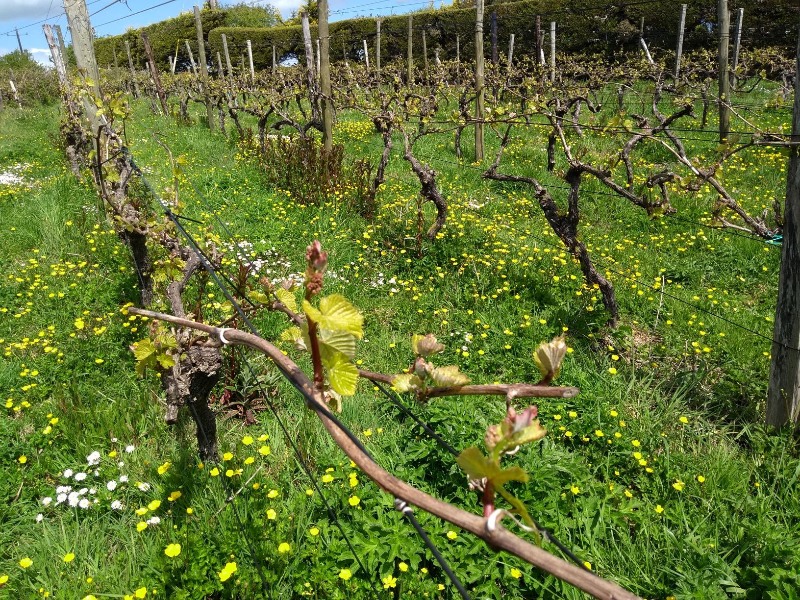 Thomas Walk Vineyard The unique Irish Vinery! Thomas Walk Vineyard