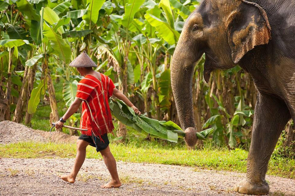 mahout