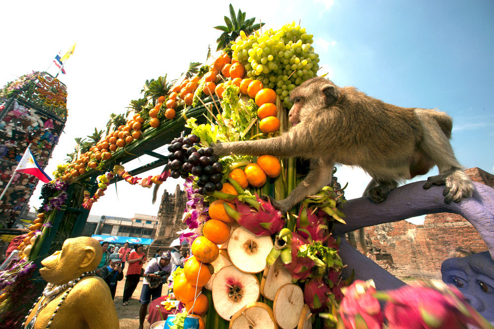 Monkey Buffet Festival Urlaub in Thailand erleben