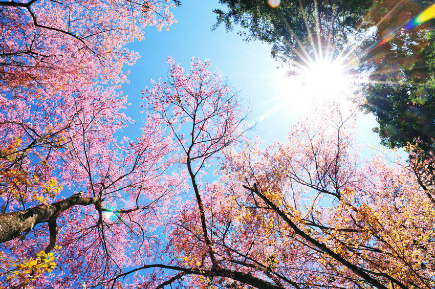 Doi Suthep Pui Nationalpark Urlaub In Thailand Erleben