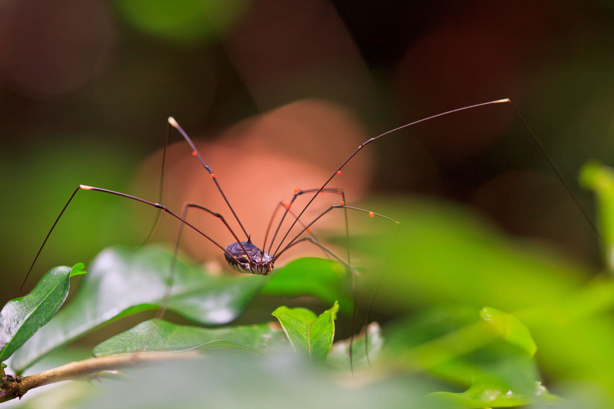 Spinnen In Thailand Urlaub In Thailand Erleben