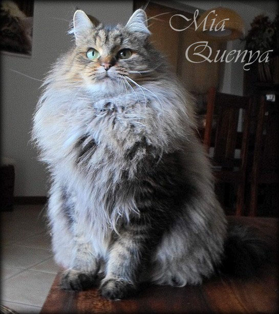 Mia Quenya Stashkot Allevamento Del Gatto Siberiano In Italia