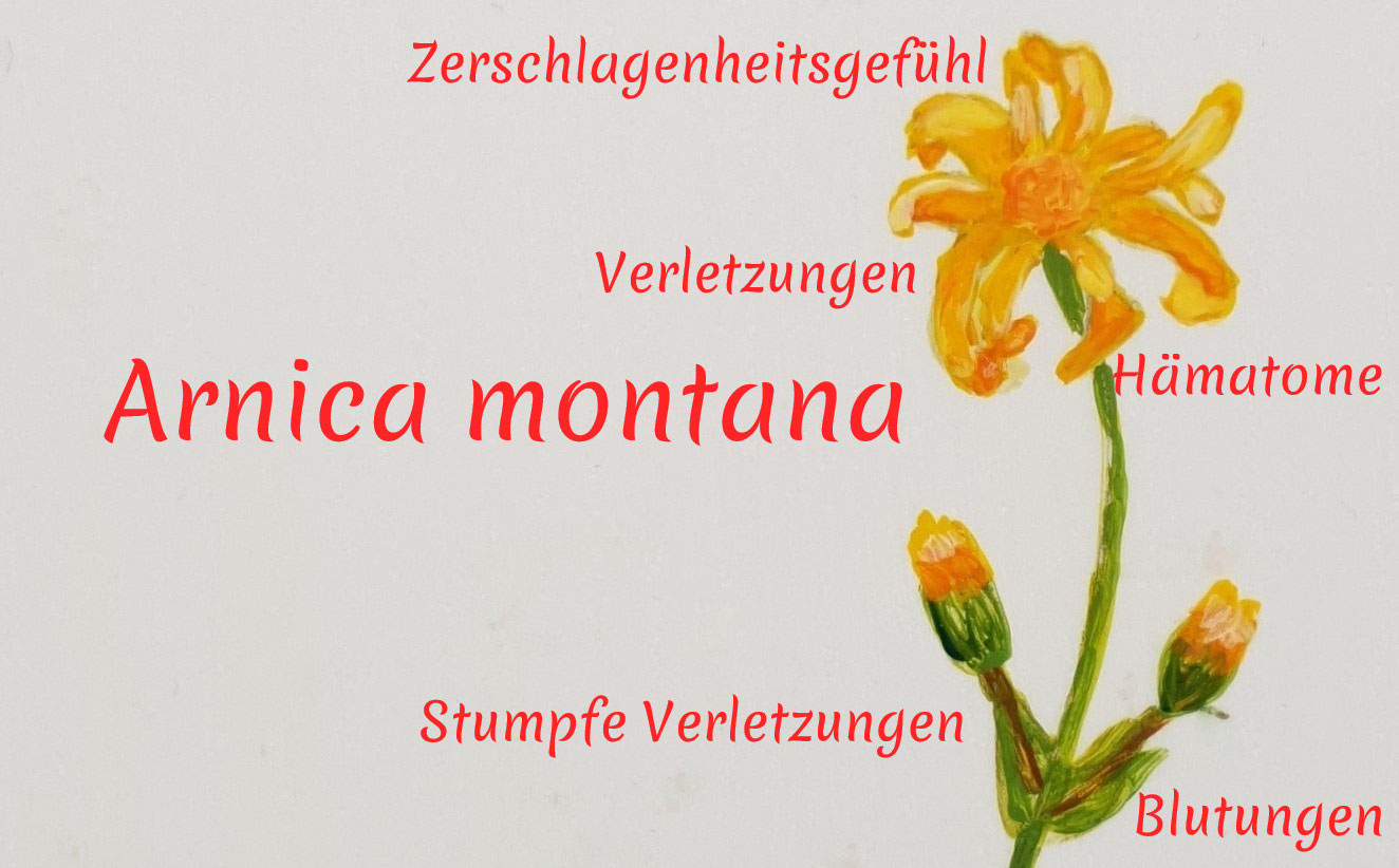 Arnica montana Bergwohlverleih Tanja Jeken Homöopathie Hamburg