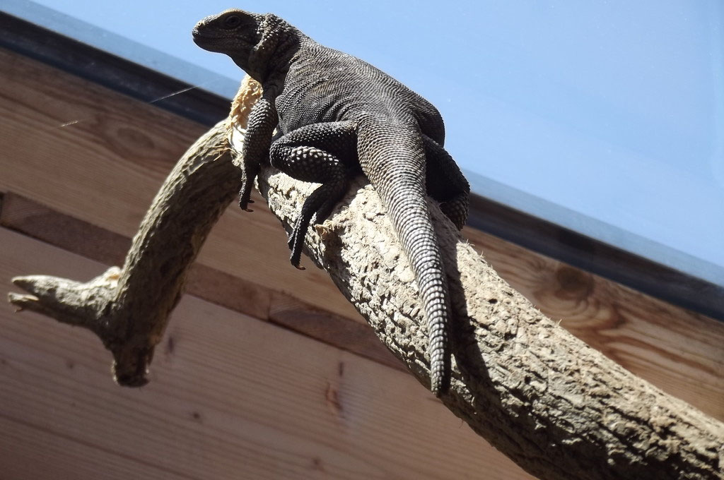 SAUROMALUS VARIUS WorldDesertReptilesBreedingStation