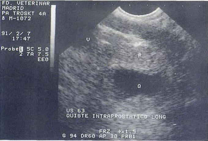 Generally Sonography Atlas Of Dogs Genitourinary System Osteosarkom Hund Osteosarcoma Dog Sonographie Hund Sonography Dog