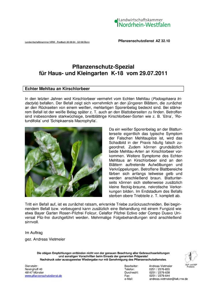 monstera epipremnum Monstera epipremnoides 