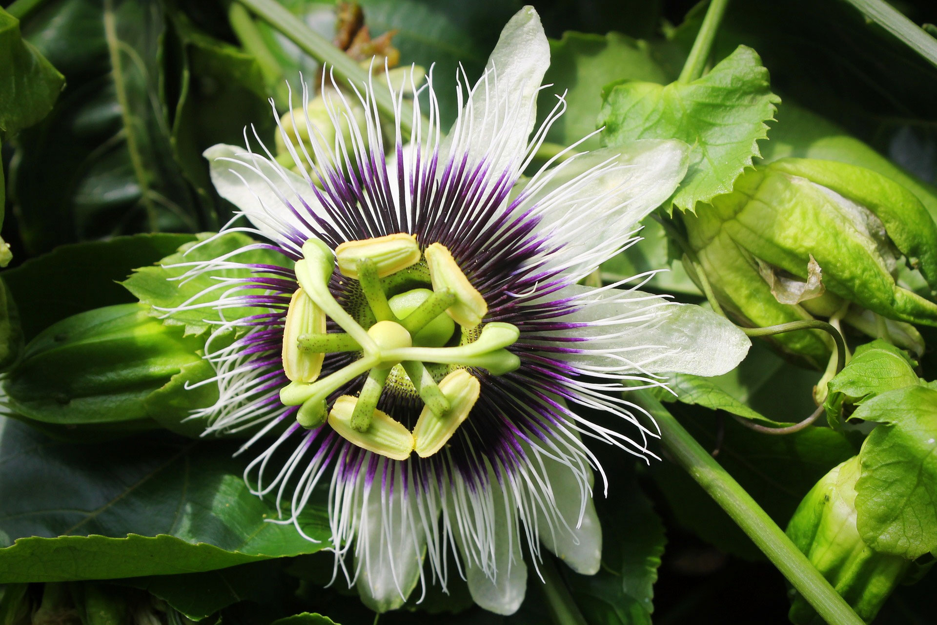 Die Maracuja (Passiflora edulis) gewuerzsommeliers Webseite!