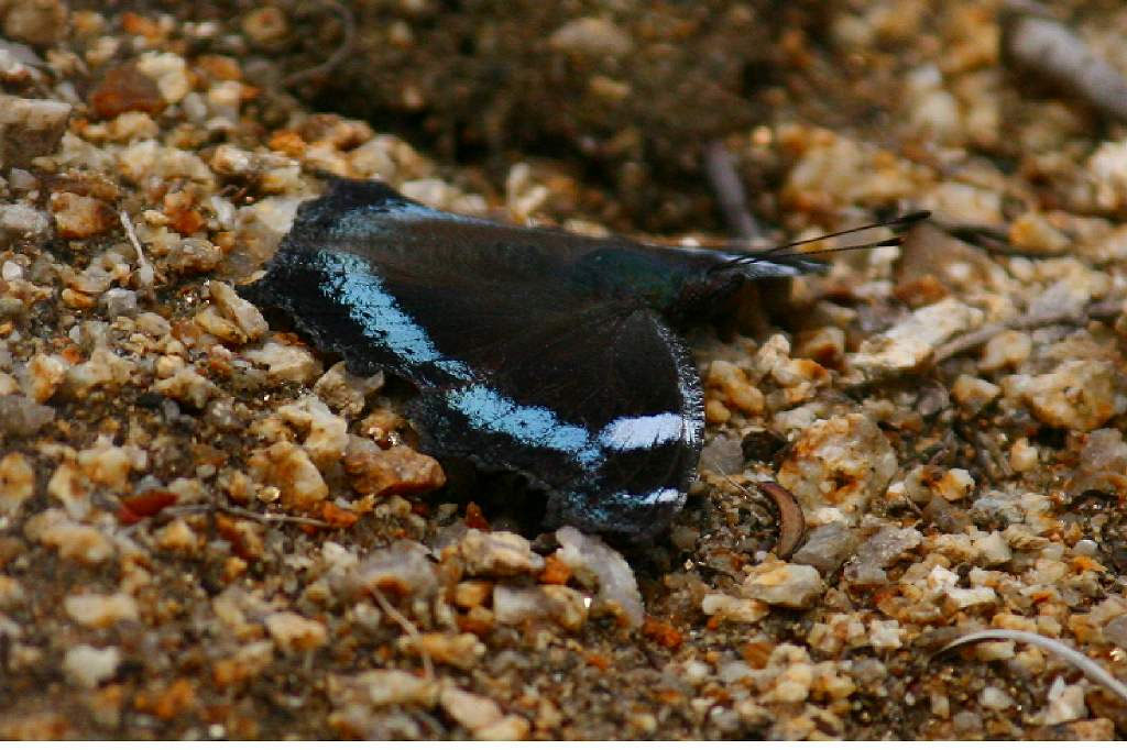 No.121 ルリタテハ (Blue admiral） - NPO法人 日本パークレンジャー協会