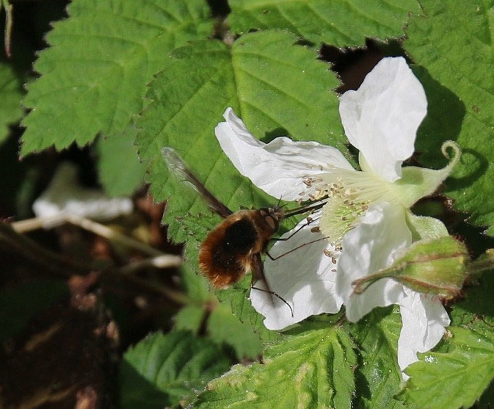 2023限定品NAMIKI 丸花蜂