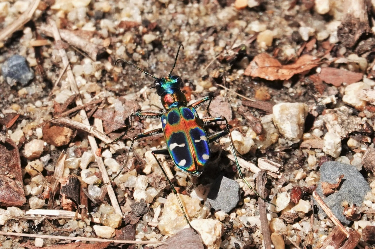 No 67 色鮮やかな裸地のハンター ハンミョウ Npo法人 日本パークレンジャー協会