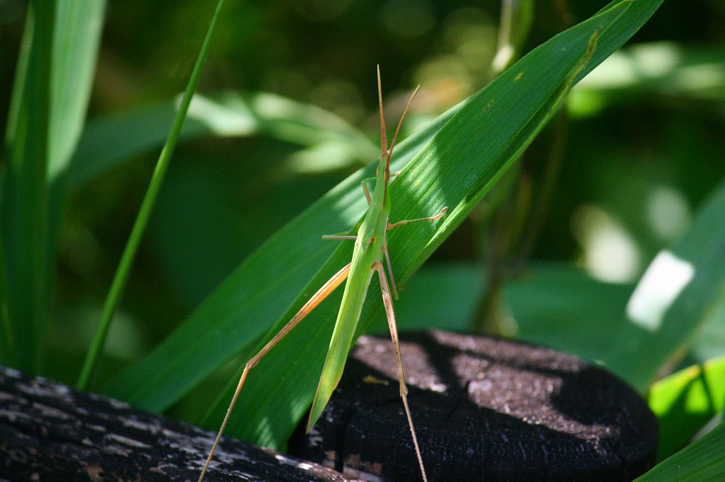 No.134 ショウリョウバッタ (Oriental longheaded locust) - NPO No.134 ショウリョウバッタ (Oriental longheaded locust) - NPO
