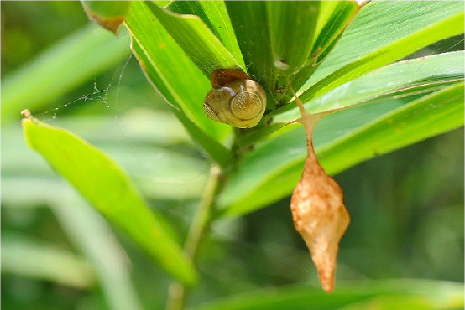 カタツムリ 　no11 カタツムリ 様専用 no11 カタツムリ 22 | HANSA