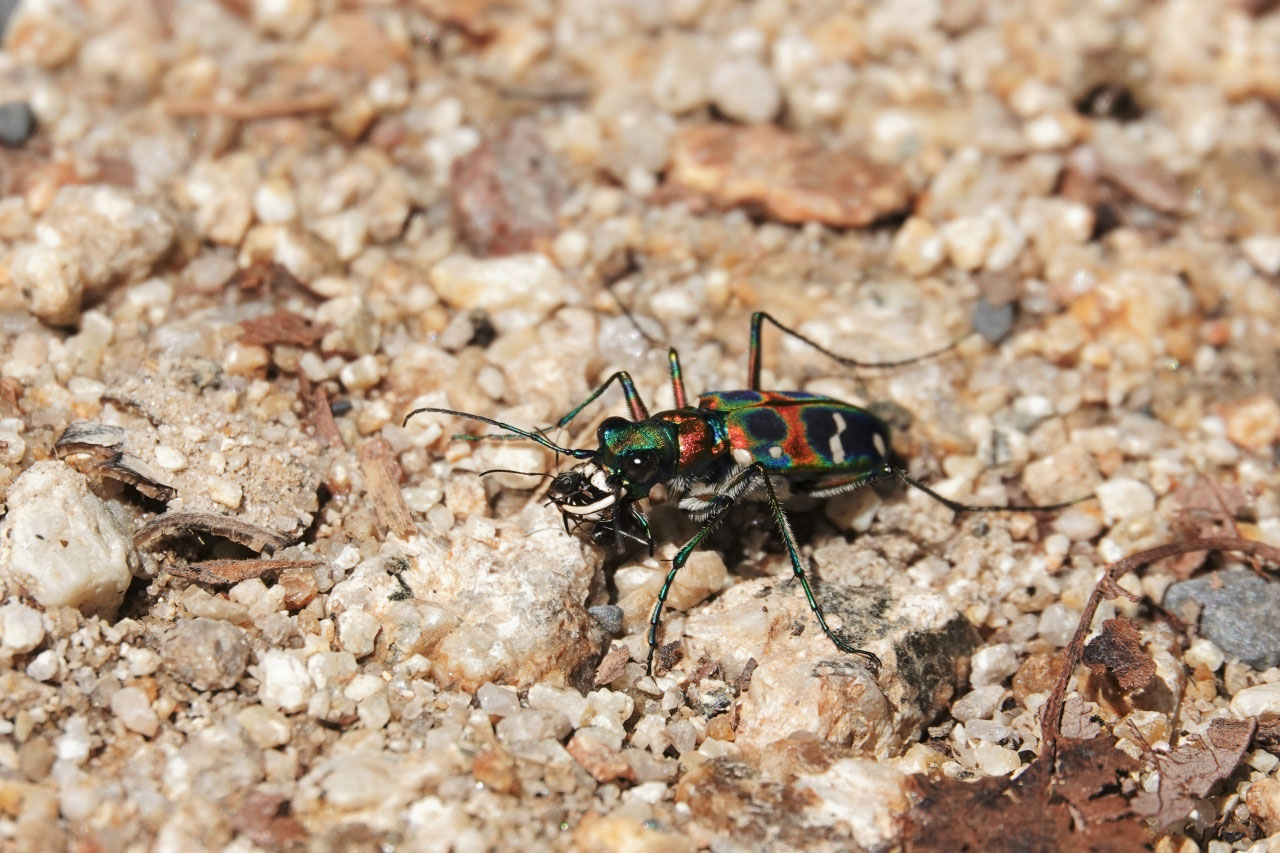 No 67 色鮮やかな裸地のハンター ハンミョウ Npo法人 日本パークレンジャー協会