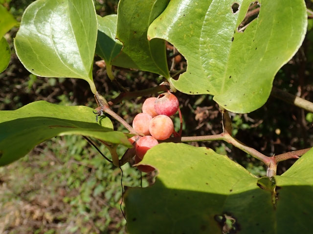 ［ふみちゃん］サンキライ赤 ふみちゃん様専用］サンキライ赤 秋の赤い実コースター/サンキライの
