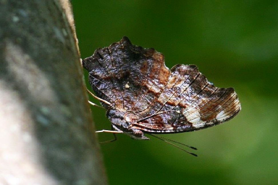 No.121 ルリタテハ (Blue admiral） - NPO法人 日本パークレンジャー協会