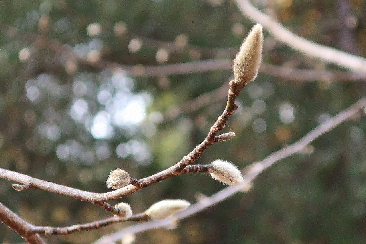 No.119 冬芽の話 - NPO法人 日本パークレンジャー協会