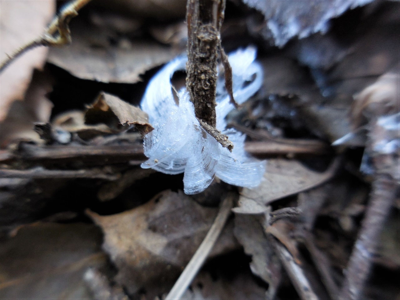 No 27 氷花 Npo法人 日本パークレンジャー協会