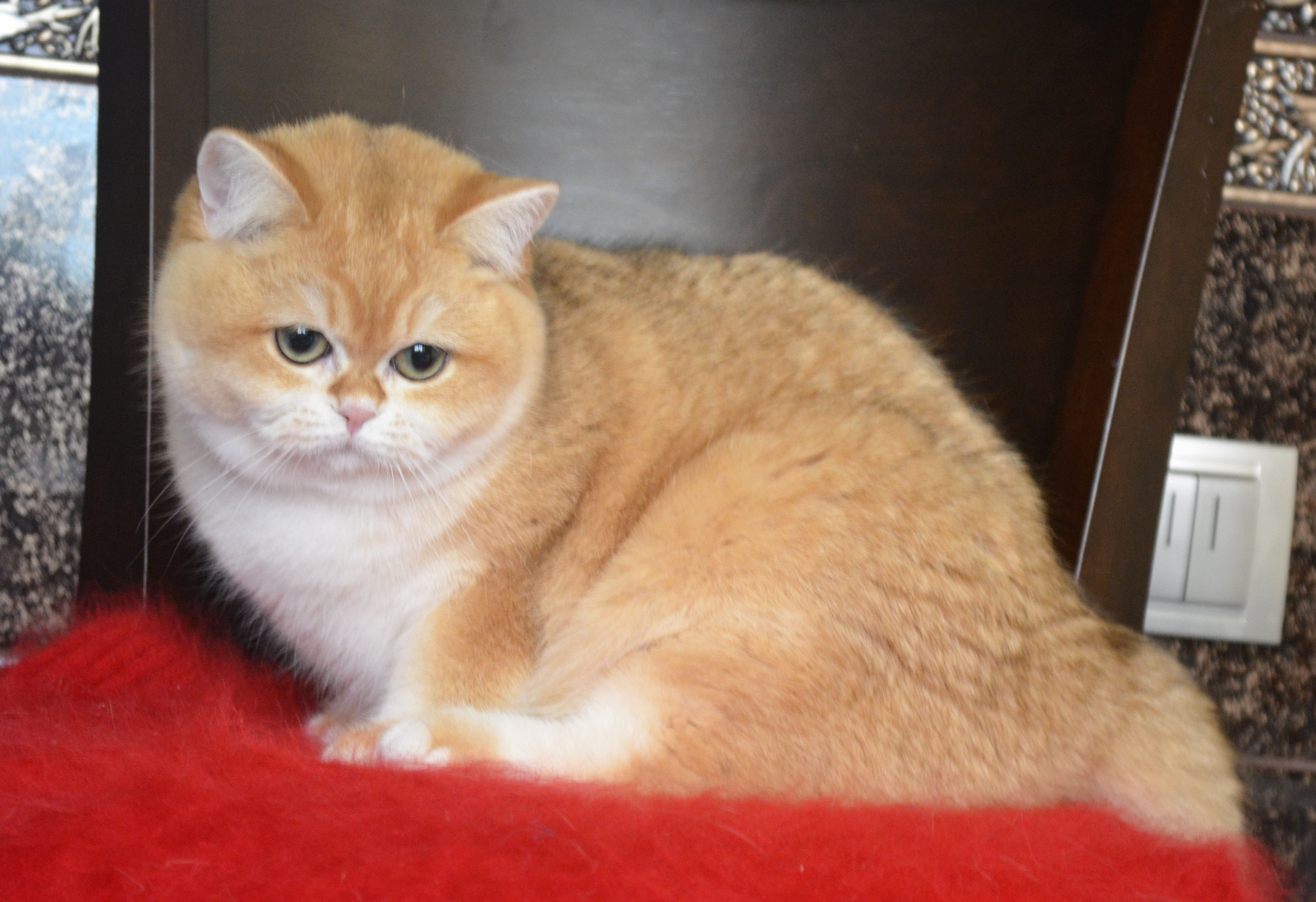Male Fontenoy Cats Cattery