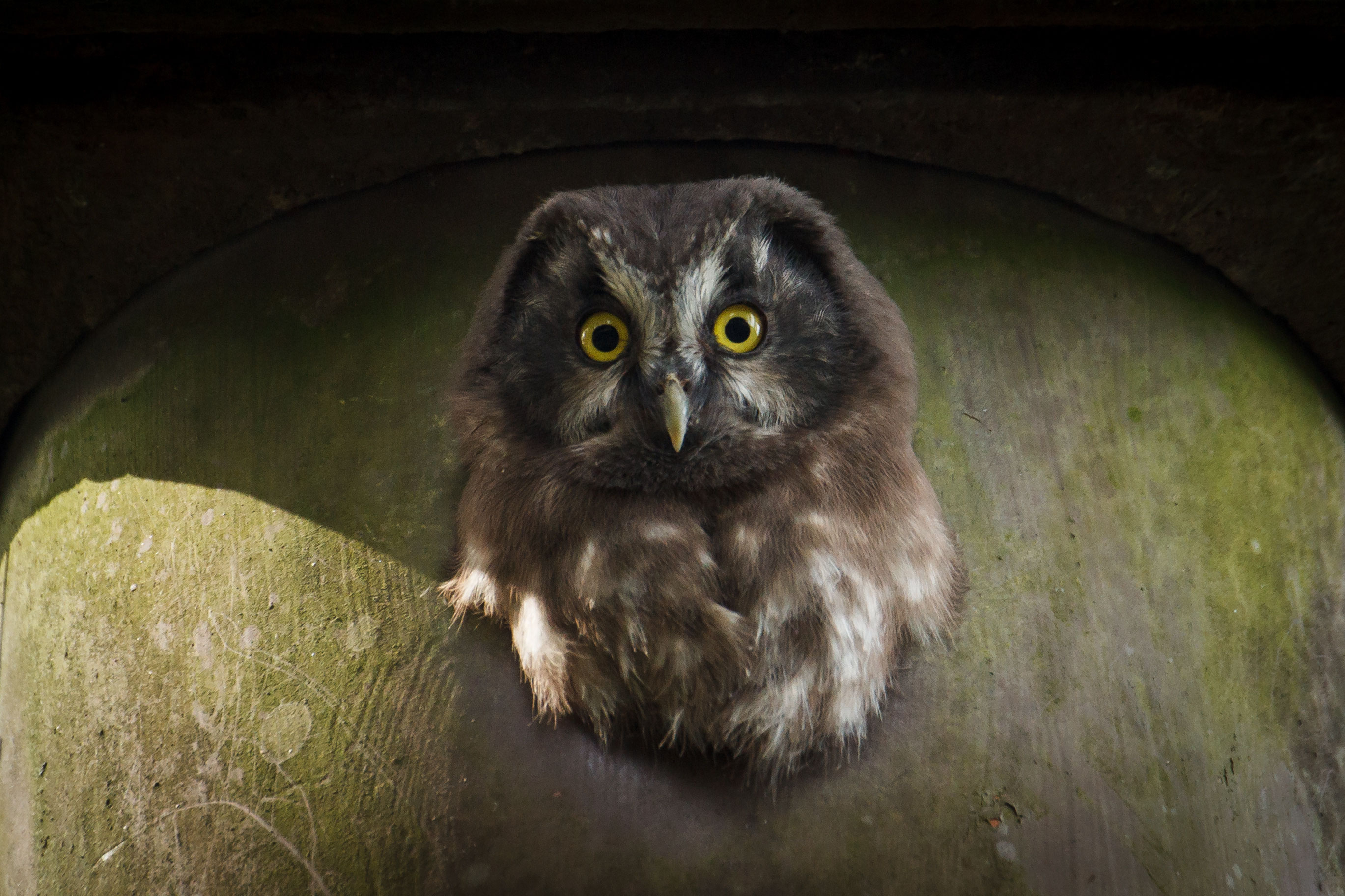 Wir trauern um Reiner Jacobs NABU Oberberg