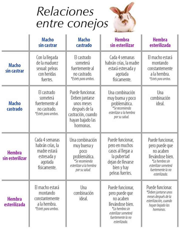 Como Hacer Para Que Mi Conejo No Muerda Los Cables
