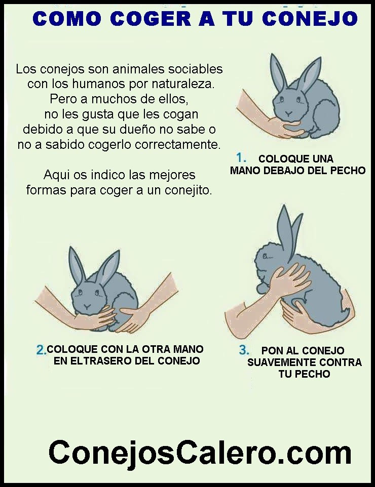 Como Hacer Para Que Mi Conejo No Muerda Los Cables