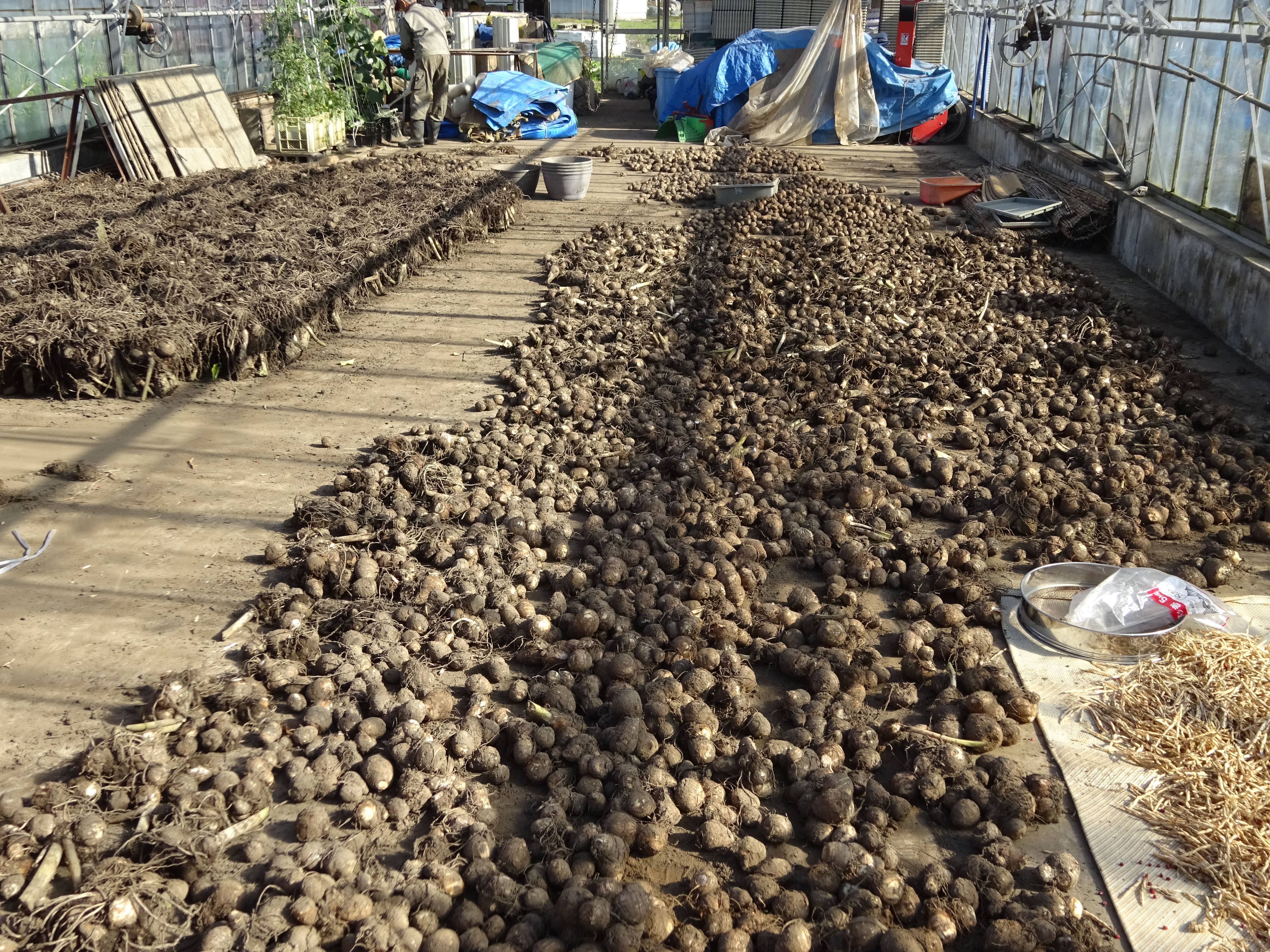 里芋収穫 魚沼わたなべ農園 有機jas米の安心安全な魚沼産コシヒカリ