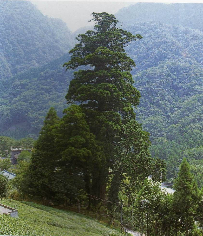 これだけは会いたい 巨樹巨木100選 関東甲信越 - 巨樹巨木