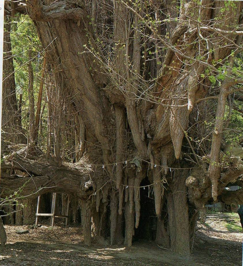 これだけは会いたい 渡辺典博お勧め日本全国巨樹巨木100選 - 巨樹巨木